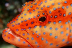 EAST OF EDEN - KOH PAHYOO - ISLAS SIMILAN - TAILANDIA -  Tap Lamu Pier Tailandia foto 10