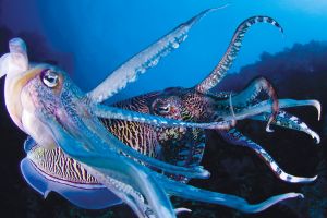 EAST OF EDEN - KOH PAHYOO - ISLAS SIMILAN - TAILANDIA -  Tap Lamu Pier Tailandia foto 12