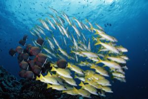 EAST OF EDEN - KOH PAHYOO - ISLAS SIMILAN - TAILANDIA -  Tap Lamu Pier Tailandia foto 2