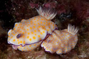 EAST OF EDEN - KOH PAHYOO - ISLAS SIMILAN - TAILANDIA -  Tap Lamu Pier Tailandia foto 6