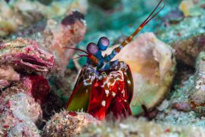 HIN BIDA – ISLA DE PHI PHI – MAR DE ANDAMÁN SUR – TAILANDIA -  Tap Lamu Pier Tailandia foto 3