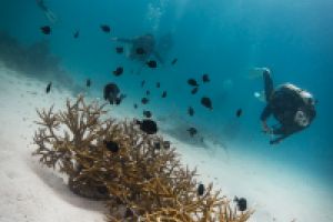 ANEMONE REEF - MAR DE ANDAMÁN SUR – TAILANDIA -  Tap Lamu Pier Thailand foto 11