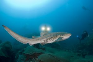 SHARK POINT – PHUKET - MAR DE ANDAMÁN SUR – TAILANDIA -  Tap Lamu Pier Thailand foto 2