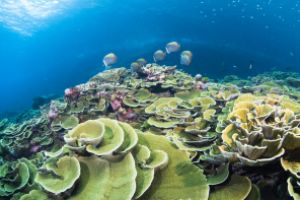 NORTH REEF - KOH RACHA NOI – PHUKET - MAR DE ANDAMÁN SUR – TAILANDIA -  Tap Lamu Pier Thailand foto 2