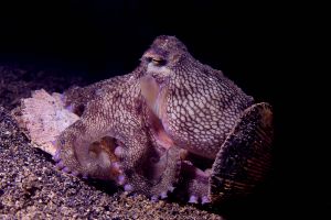 BATU GOSOH (ISLA DE BANGKA, SULAWESI NORTE, INDONESIA) - North Sulawesi Bangka Indonesia foto 3