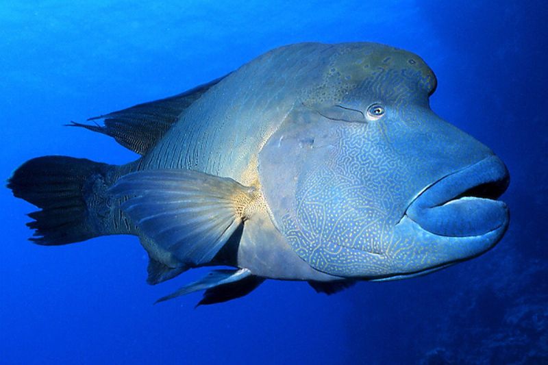 LA PETIT PASSE (GOLFO DE TADJOURA, DJIBOUTI) -  Tadjoura Djibouti