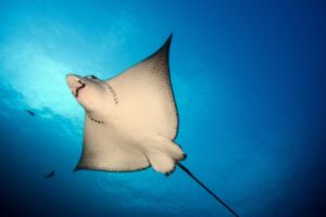 LA NEVERA (THE FRIDGE) (MALPELO, COLOMBIA) -  Puerto Mutis Colombia foto 10