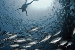 LA NEVERA (THE FRIDGE) (MALPELO, COLOMBIA) -  Puerto Mutis Colombia foto 3