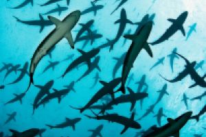 LA NEVERA (THE FRIDGE) (MALPELO, COLOMBIA) -  Puerto Mutis Colombia foto 5