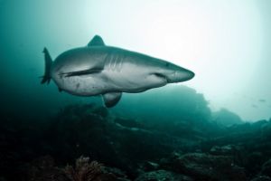 LA NEVERA (THE FRIDGE) (MALPELO, COLOMBIA) -  Puerto Mutis Colombia foto 6