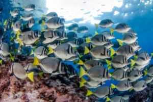 LA NEVERA (THE FRIDGE) (MALPELO, COLOMBIA) -  Puerto Mutis Colombia foto 7
