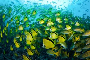 LA NEVERA (THE FRIDGE) (MALPELO, COLOMBIA) -  Puerto Mutis Colombia foto 8