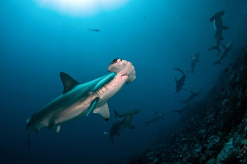 LA NEVERA (THE FRIDGE) (MALPELO, COLOMBIA) -  Puerto Mutis Colombia