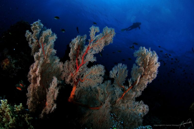 CANNIBAL ROCK (RINCA - KOMODO) - West Nusa Tenggara Labuanbajo Indonesia