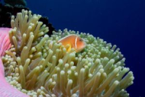 BIG FISH COUNTRY (ATOLON DE MARATUA, MAR DE CÉLEBES) - East kalimantan Nabucco Indonesia foto 15