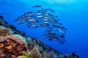 LEKUAN 1 (P. N. BUNAKEN, MANADO) - North Sulawesi manado Indonesia foto 2