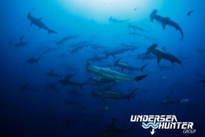 BACO ALCYONE (ISLA DEL COCO) -  Isla del Coco Costa Rica foto 1