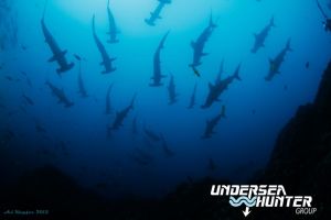 BACO ALCYONE (ISLA DEL COCO) -  Isla del Coco Costa Rica foto 6