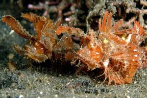 NUDI RETREAT 1,2, 3 (Estrecho de Lembeh) - North Sulawesi Lembeh Indonesia foto 1