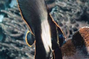 NUDI RETREAT 1,2, 3 (Estrecho de Lembeh) - North Sulawesi Lembeh Indonesia foto 10