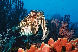 NUDI RETREAT 1,2, 3 (Estrecho de Lembeh) - North Sulawesi Lembeh Indonesia foto 11
