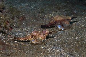 NUDI RETREAT 1,2, 3 (Estrecho de Lembeh) - North Sulawesi Lembeh Indonesia foto 2