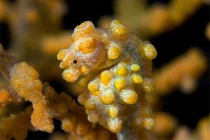 NUDI RETREAT 1,2, 3 (Estrecho de Lembeh) - North Sulawesi Lembeh Indonesia foto 3