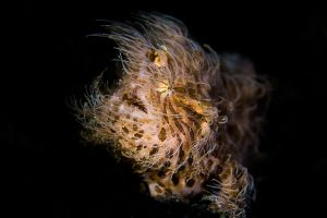 NUDI RETREAT 1,2, 3 (Estrecho de Lembeh) - North Sulawesi Lembeh Indonesia foto 4