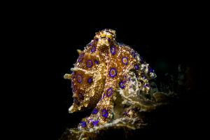 NUDI RETREAT 1,2, 3 (Estrecho de Lembeh) - North Sulawesi Lembeh Indonesia foto 5