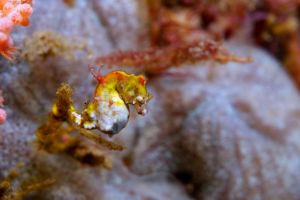 NUDI RETREAT 1,2, 3 (Estrecho de Lembeh) - North Sulawesi Lembeh Indonesia foto 6