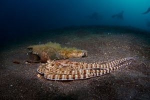 NUDI RETREAT 1,2, 3 (Estrecho de Lembeh) - North Sulawesi Lembeh Indonesia foto 7