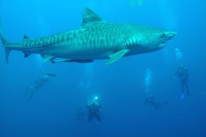 PROTEA BANK (MARGATE, UNKOMAAS) -  UNKOMAAS South Africa foto 1