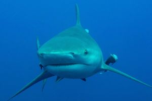 PROTEA BANK (MARGATE, UNKOMAAS) -  UNKOMAAS South Africa foto 10