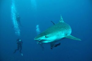 PROTEA BANK (MARGATE, UNKOMAAS) -  UNKOMAAS South Africa foto 2