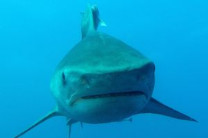 PROTEA BANK (MARGATE, UNKOMAAS) -  UNKOMAAS South Africa foto 4