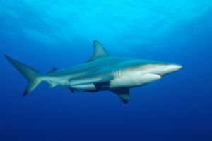 PROTEA BANK (MARGATE, UNKOMAAS) -  UNKOMAAS South Africa foto 3