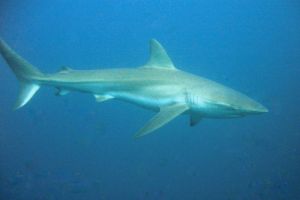 PROTEA BANK (MARGATE, UNKOMAAS) -  UNKOMAAS South Africa foto 5