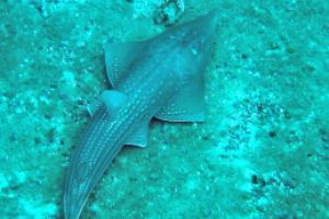 PROTEA BANK (MARGATE, UNKOMAAS) -  UNKOMAAS South Africa foto 6