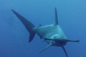 PROTEA BANK (MARGATE, UNKOMAAS) -  UNKOMAAS South Africa foto 8