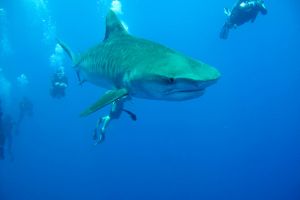 PROTEA BANK (MARGATE, UNKOMAAS) -  UNKOMAAS South Africa foto 9