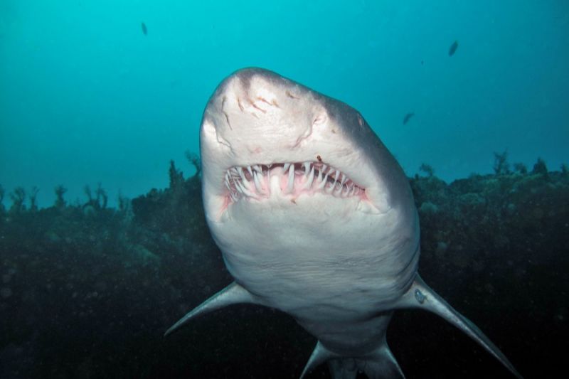 PROTEA BANK (MARGATE, UNKOMAAS) -  UNKOMAAS South Africa