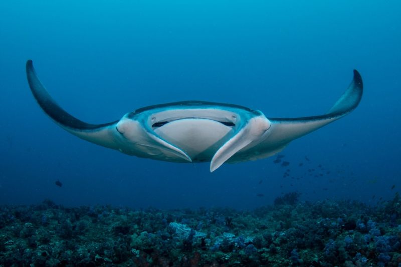 MANTA REEF (TOFO, INHAMBANE) -  TOFO Mozambique