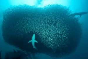 SARDINE RUN (AGULHAS BANK, EAST LONDON) -  EAST LONDON Sudáfrica foto 10