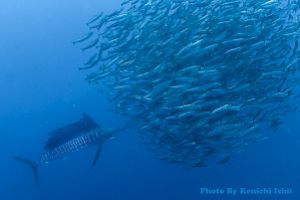 SARDINE RUN (AGULHAS BANK, EAST LONDON) -  EAST LONDON Sudáfrica foto 2