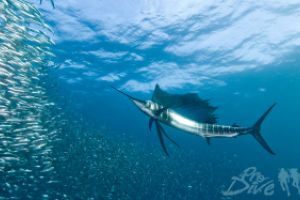 SARDINE RUN (AGULHAS BANK, EAST LONDON) -  EAST LONDON Sudáfrica foto 5