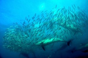 SARDINE RUN (AGULHAS BANK, EAST LONDON) -  EAST LONDON Sudáfrica foto 7