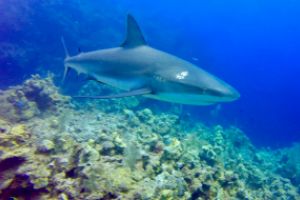 THE BLUE HOLE (LIGHTHOUSE REEF, BELIZE) -  LIGHTHOUSE REEF Belice foto 1