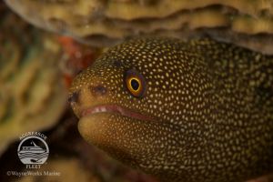 THE BLUE HOLE (LIGHTHOUSE REEF, BELIZE) -  LIGHTHOUSE REEF Belice foto 2