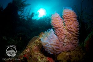 THE BLUE HOLE (LIGHTHOUSE REEF, BELIZE) -  LIGHTHOUSE REEF Belice foto 3