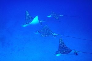 ALBATROS PASSAGE (LISSENUNG, KAVIENG, PAPUA NUEVA GUINEA) -  Kavieng Papua Nueva Guinea foto 10